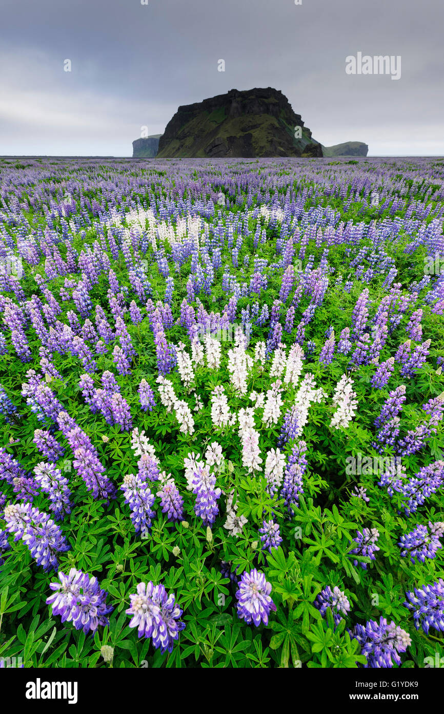 Paisaje con lupino (Lupinus nootkatensis Alaska), Islandia Foto de stock