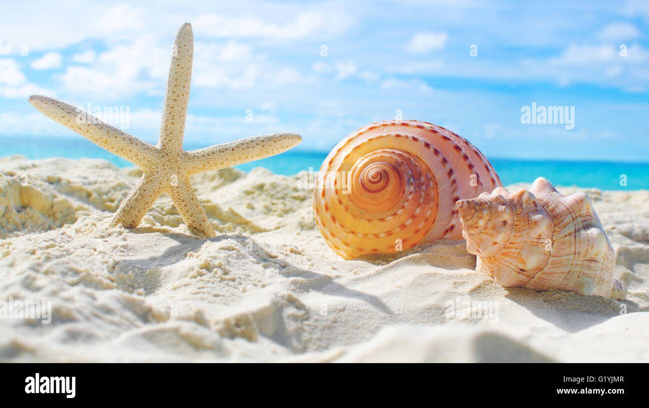 Concepto de verano con playa de arena, conchas y estrellas de mar. Foto de stock