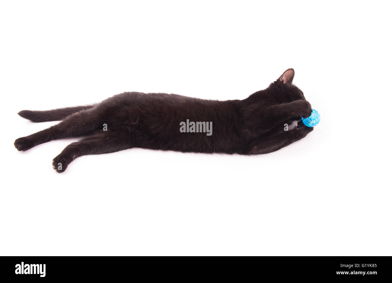 Gato negro mordiendo en una bola azul mientras lo sujeta con sus patas, sobre blanco Foto de stock