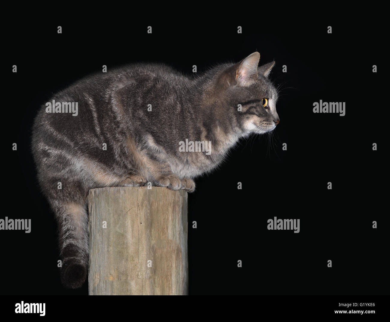 Gato atigrado azul en la parte superior de una valla de madera post contra el fondo oscuro Foto de stock