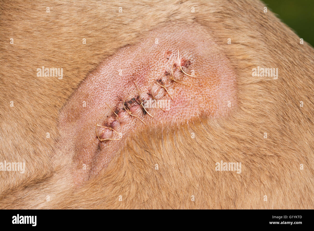 Cerca de un perro hombro con una incisión suturada con puntos Foto de stock