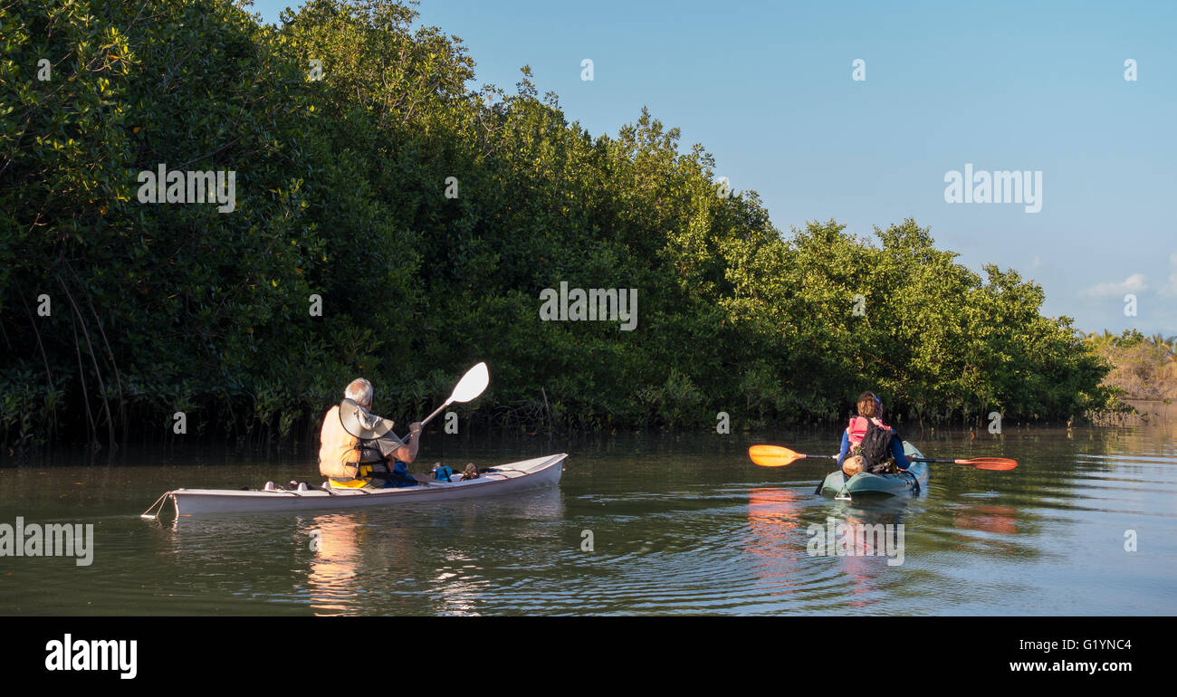 Península de Osa, Costa Rica - Hombre y mujer kayak por el manglar. Foto de stock