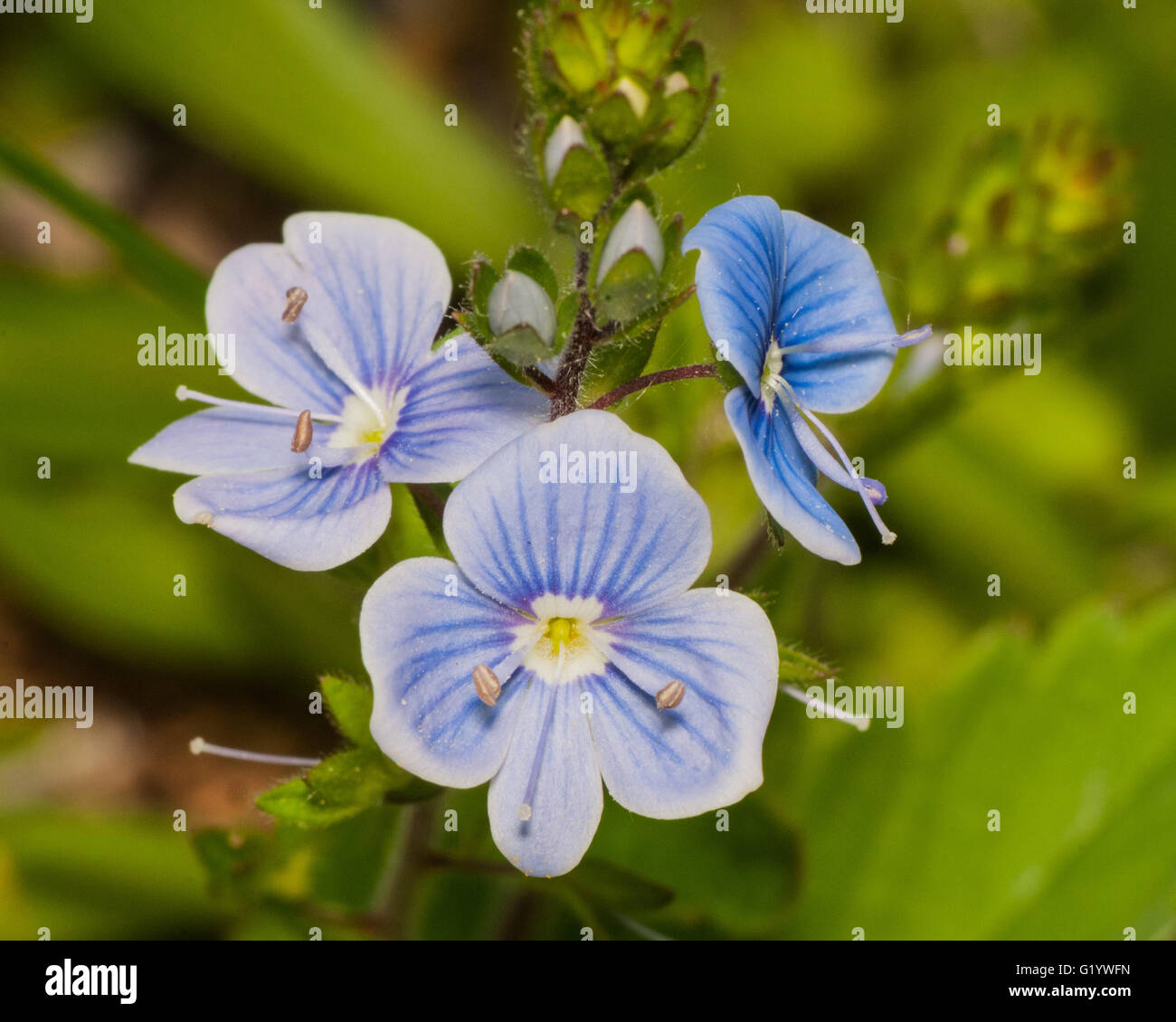 Diminutas flores azules en un tallo en primavera. Foto de stock