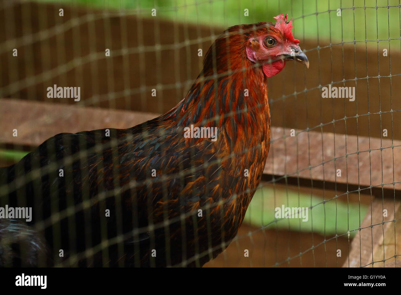 Negro y rojo pollo mirando con anhelo de una jaula. Foto de stock