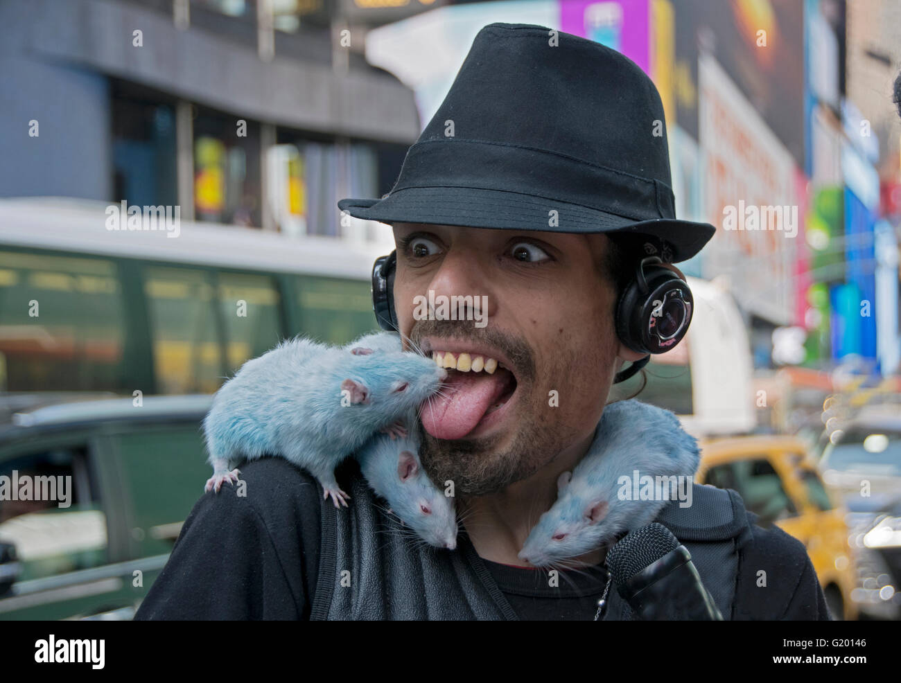 Un músico callejero de la calle con sus tres ratas pet azul en Times Square, Manhattan, Ciudad de Nueva York. Foto de stock