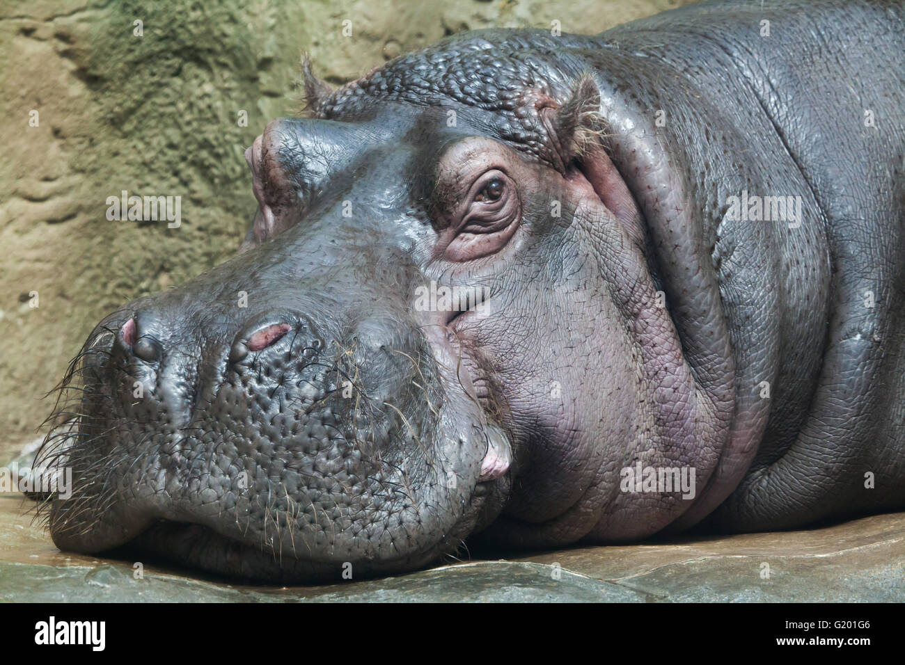 Hipopótamo (Hippopotamus amphibius) en el parque zoológico de Praga, República Checa. Foto de stock