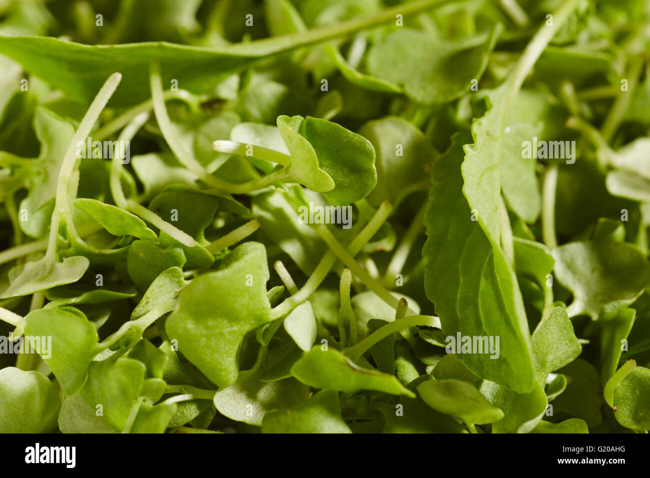 Micro orégano verdes Foto de stock