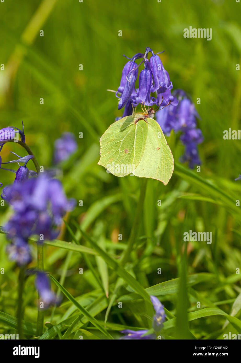 Brimstone Butterfly Gonepteryx rhamni en Blue Bell cabeza floral en la campiña inglesa Inglaterra después de pasar el invierno en hibernación Foto de stock