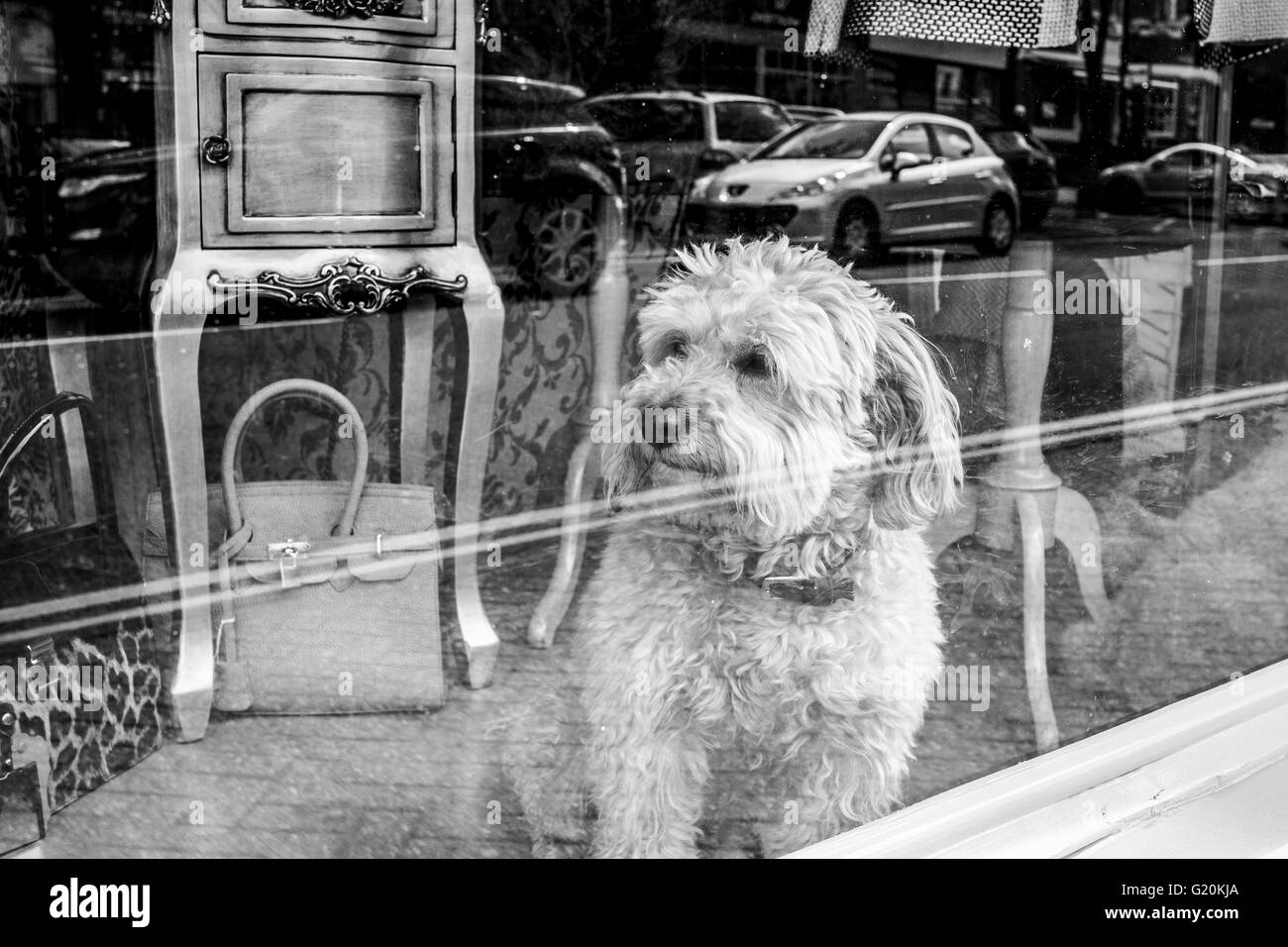 Perro pequeño observando el mundo pasar por una ventana de tienda en Chislehurst Foto de stock