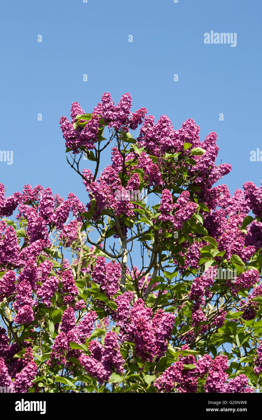 Syringa vulgaris en el jardín. Flores de color lila contra un cielo azul. Foto de stock