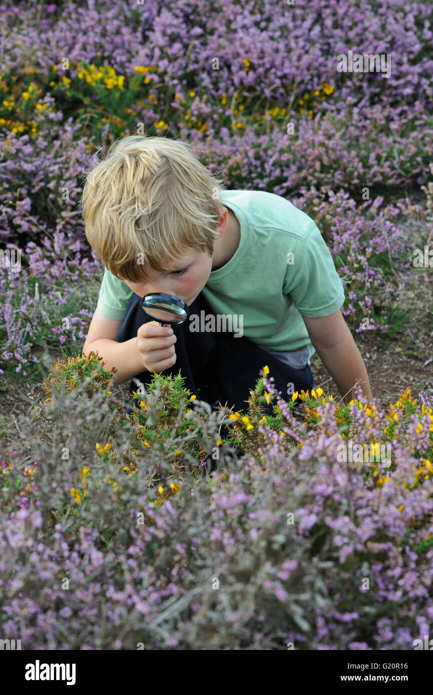 Chico joven en busca de insectos con lupa en brezales en verano Suffolk Sandlings Foto de stock