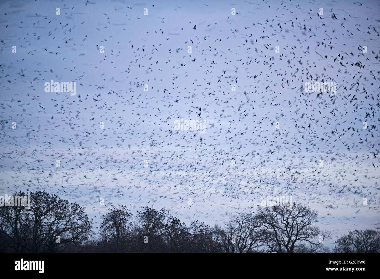 Rooks Corvus frugilegus llegando en la noche roost Valle Yare Norfolk invierno Foto de stock