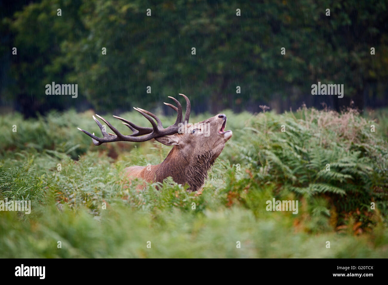 Ciervo rojo (Cervus elaphus) Stag mugidos durante el badén, Richmond Park Londres Septiembre Foto de stock
