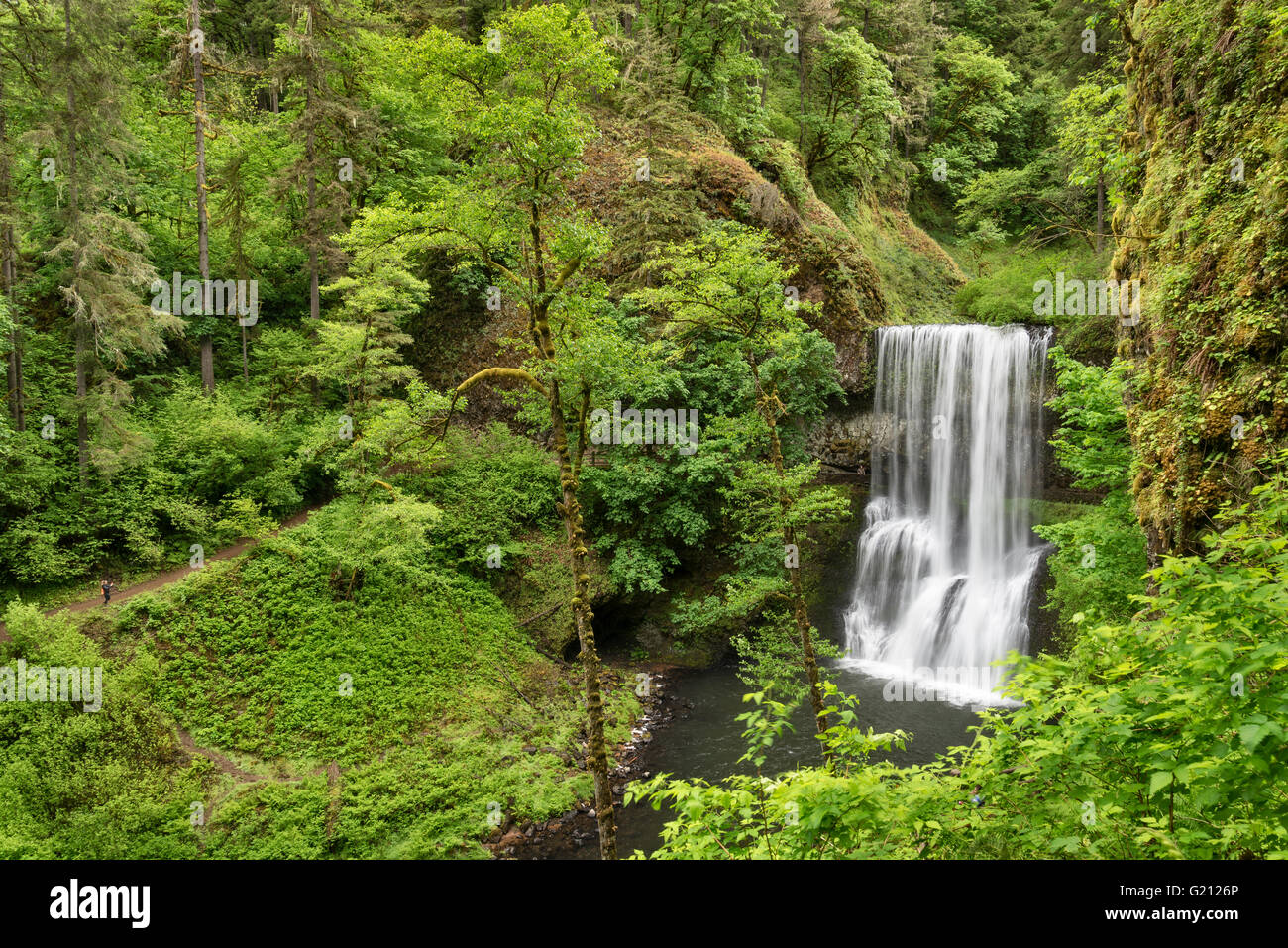 Baje el sur cae y excursionista rastro de diez caídas de tomar una foto de la cascada; Silver Falls State Park, Oregon. Foto de stock