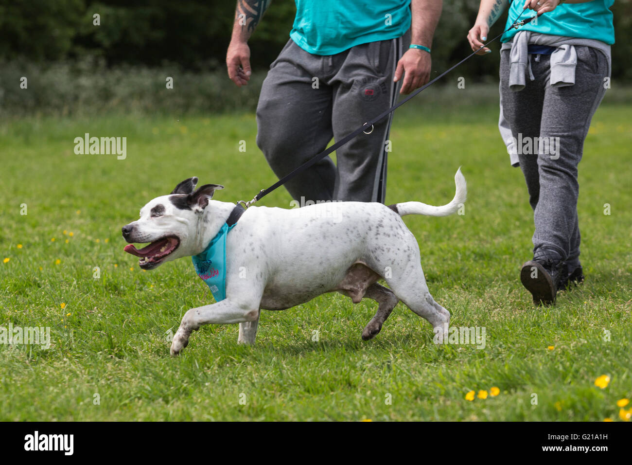 Londres, Reino Unido. 22 de mayo de 2016. Cientos de perros y sus  propietarios se reunieron en Alexandra Park, en el norte de Londres, para  embarcarse en la RSPCA Big Walkies 2016