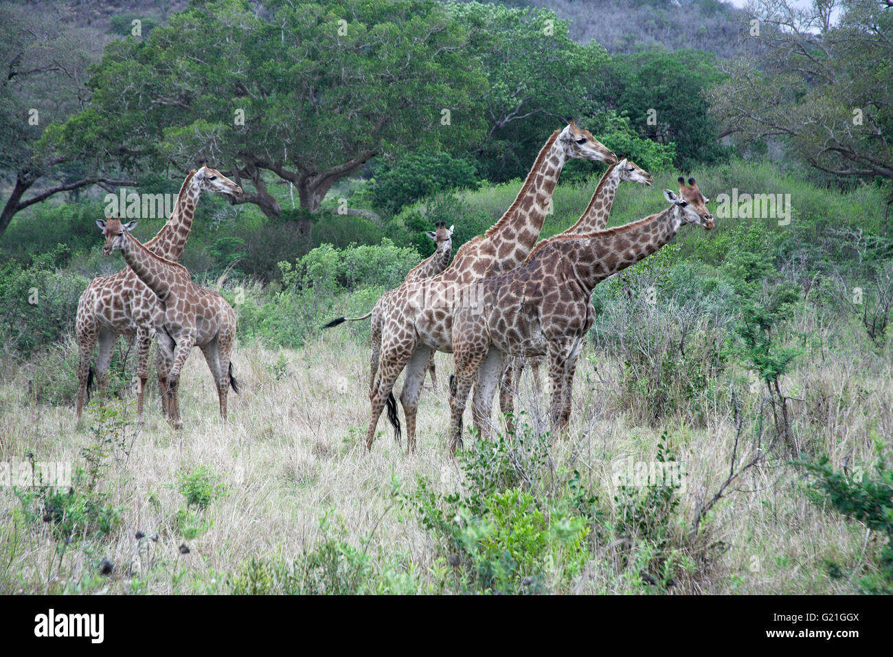 Giraffe jirafa, camelopardalis Hluhluwe Sudáfrica Foto de stock