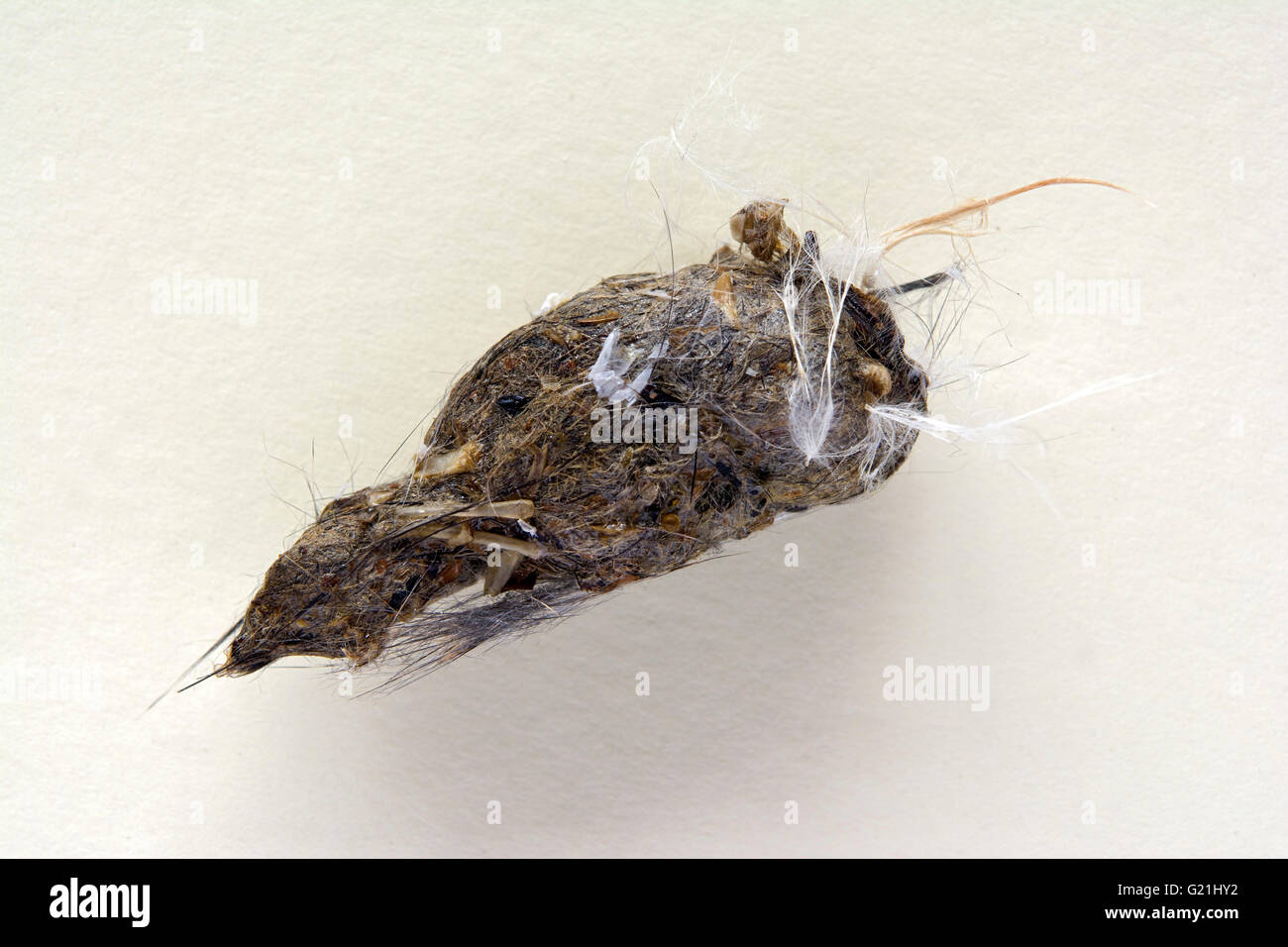 Pellet de un cernícalo (Falco tinnunculus), Tirol, Austria Foto de stock