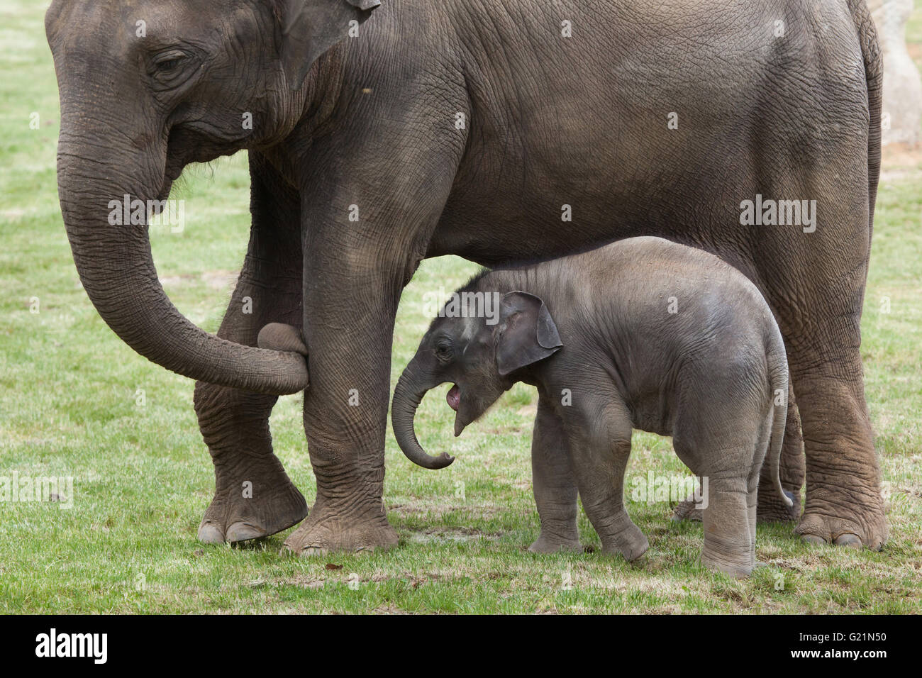 Uno-mes-viejo elefante indio (Elephas maximus indicus) denominada Maxmilian Janita con su madre en el Zoo de Praga, República Checa. Foto de stock