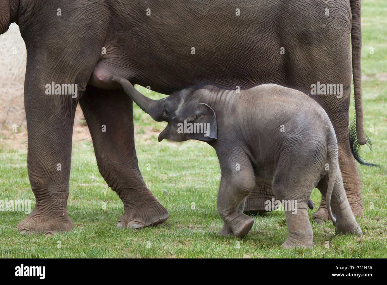 Uno-mes-viejo elefante indio (Elephas maximus indicus) denominada Maxmilian Janita con su madre en el Zoo de Praga, República Checa. Foto de stock