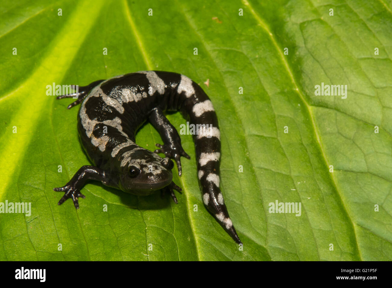 Salamandra de mármol Foto de stock