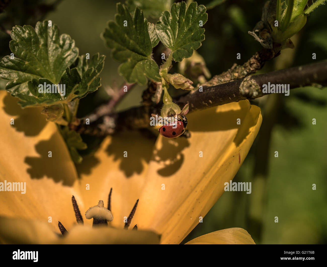 Ladybug arrastrándose boca abajo casting sombra en una flor amarilla Foto de stock