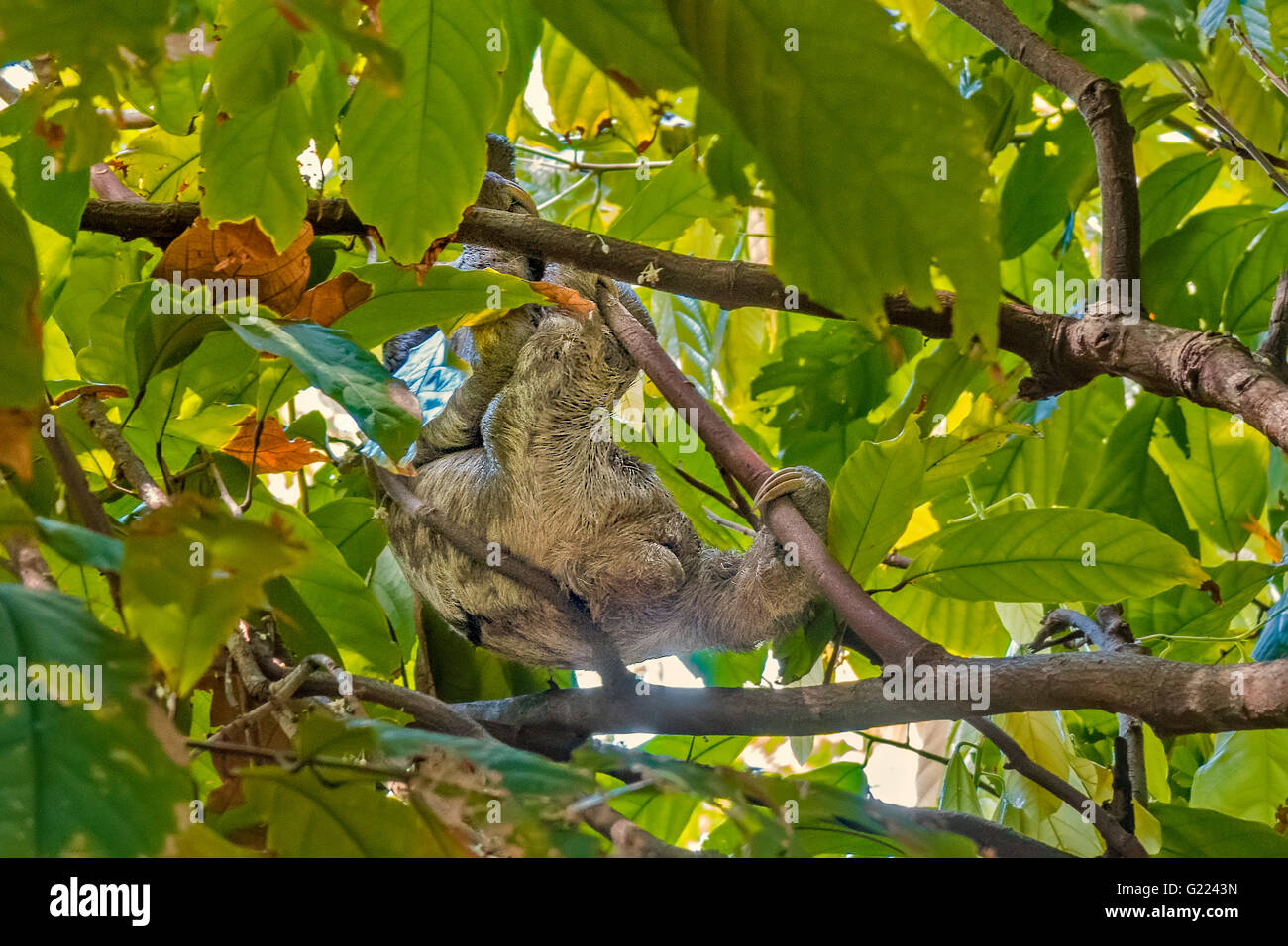 Pereza (choloepus didactylus) moviéndose a través de las copas de los árboles Belem, Brasil Foto de stock