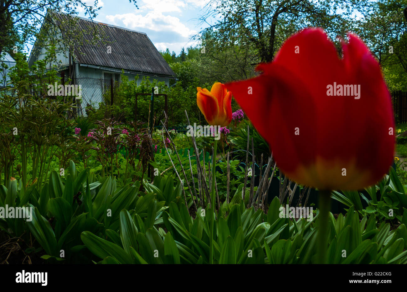 Tulipanes rojos sobre el fondo de la casa Foto de stock