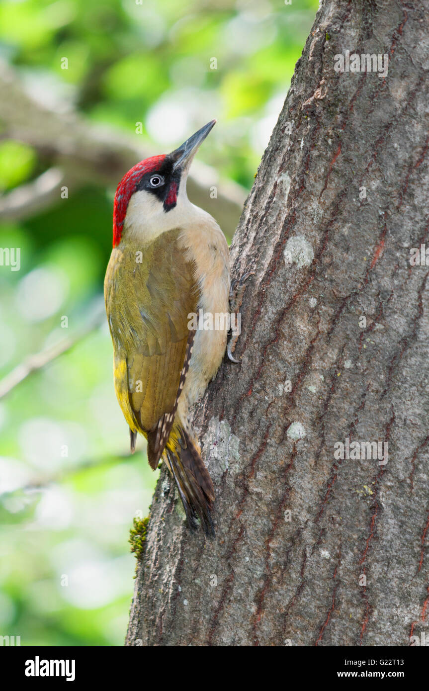 Un hombre pájaro carpintero verde (Picus viridis) sentada sobre un tronco de árbol Foto de stock