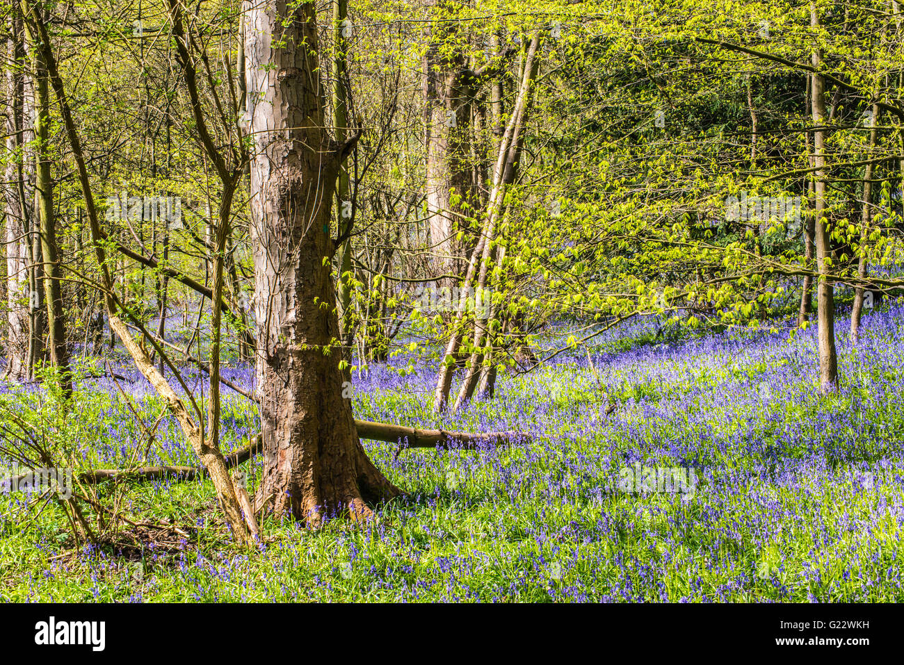 En el bosque bajo Blue-Bells fresca mañana de primavera Inglaterra Ray Boswell Foto de stock