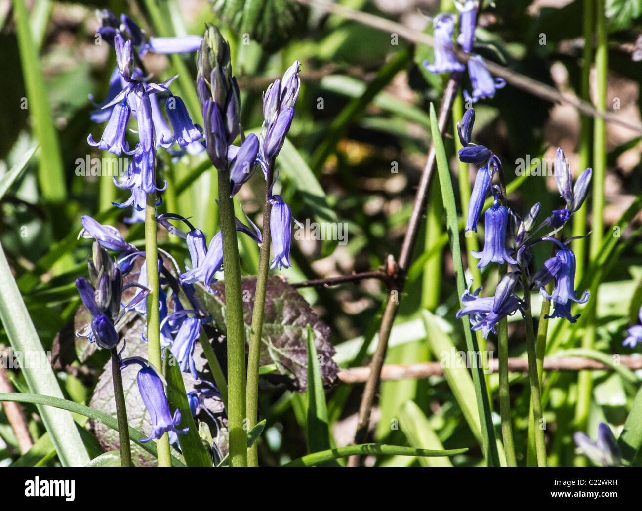 Blue Bells en el bosque el color Ray Boswell Foto de stock