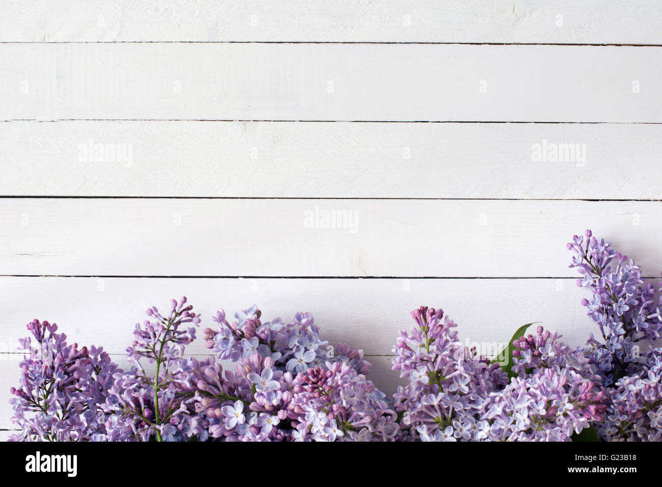 Antecedentes : verano flores Lila sobre fondo blanco de madera. Vista superior, espacio de copia Foto de stock