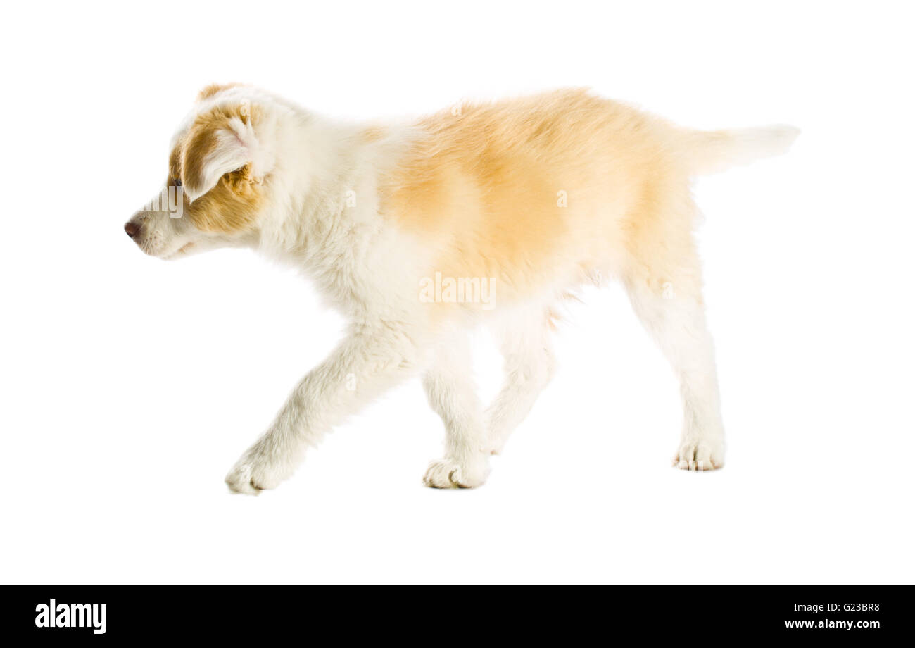 Rojo Ee Border Collie cachorro. Perro joven aislado sobre fondo blanco. Foto de stock