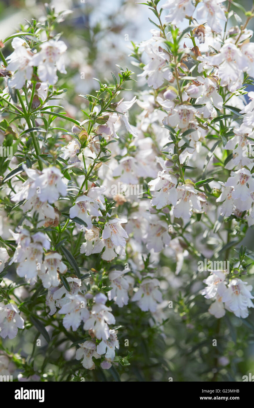 Prostanthera poorinda bailarina flores blancas Foto de stock