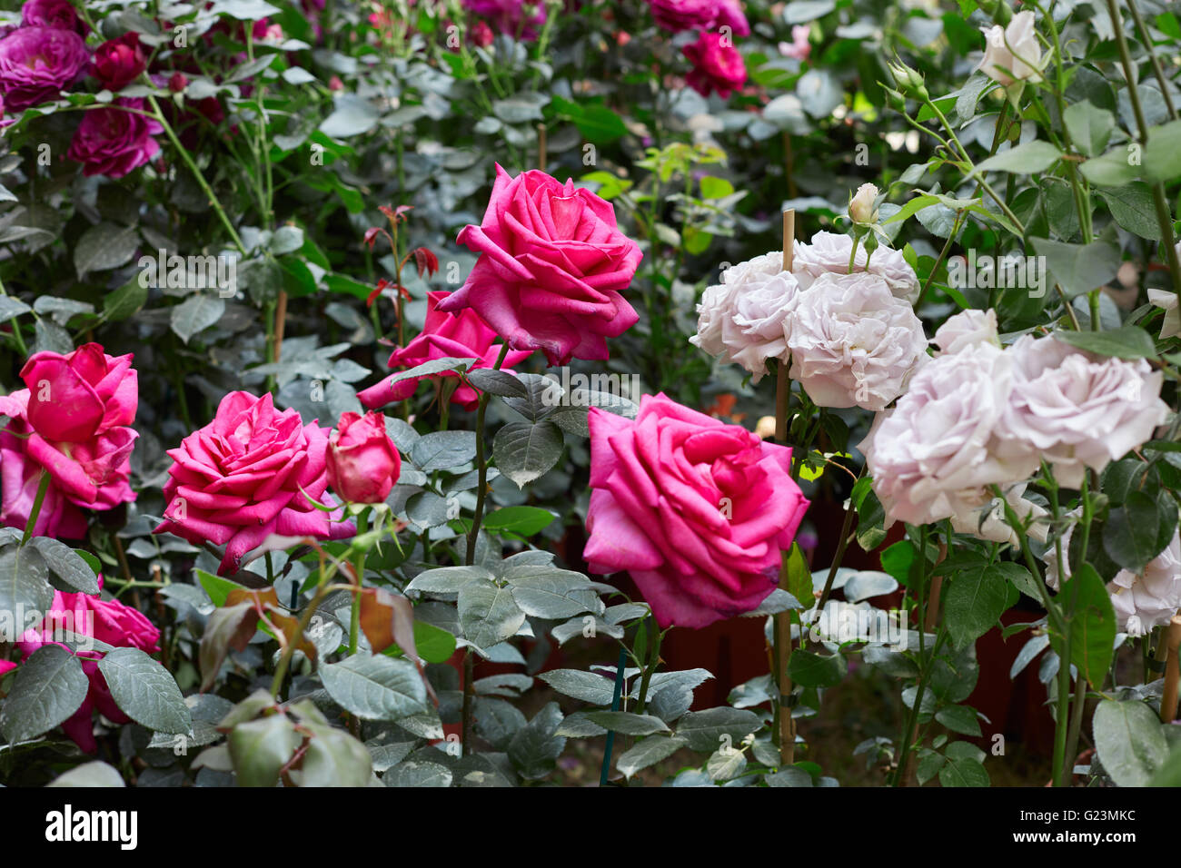 Jardín de rosas con rosas rosa y blanco Foto de stock