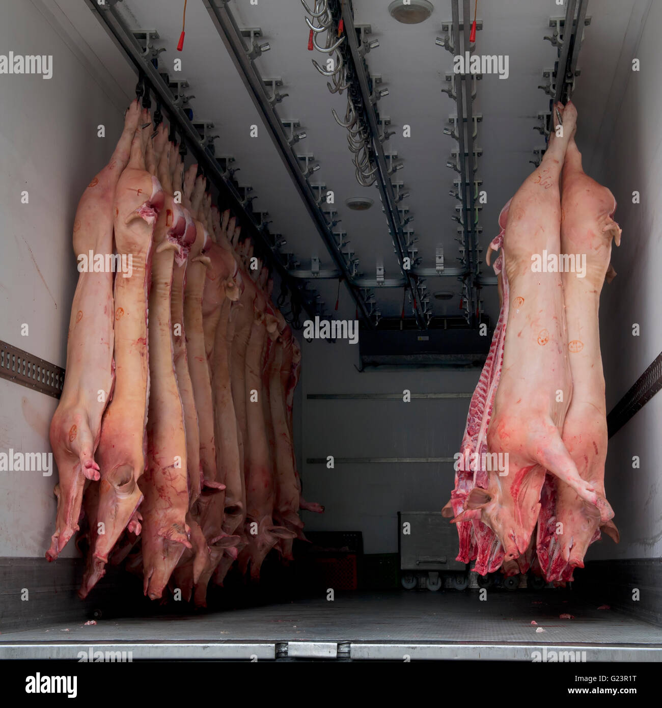 Camión lleno de entrega de carne de cerdo sacrificado, Porto, Portugal Foto de stock
