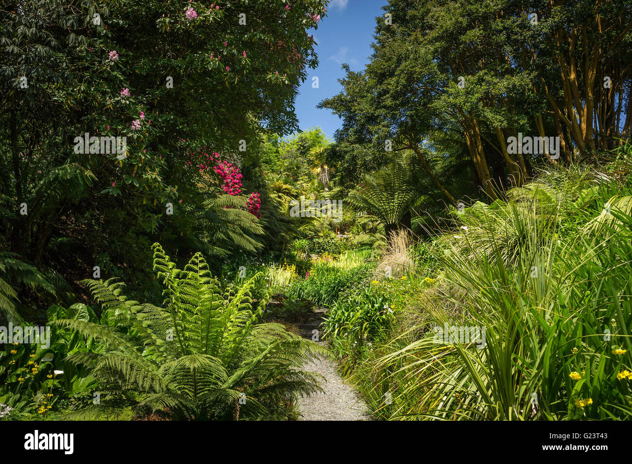 Jardines de Trebah en Cornwall. Foto de stock