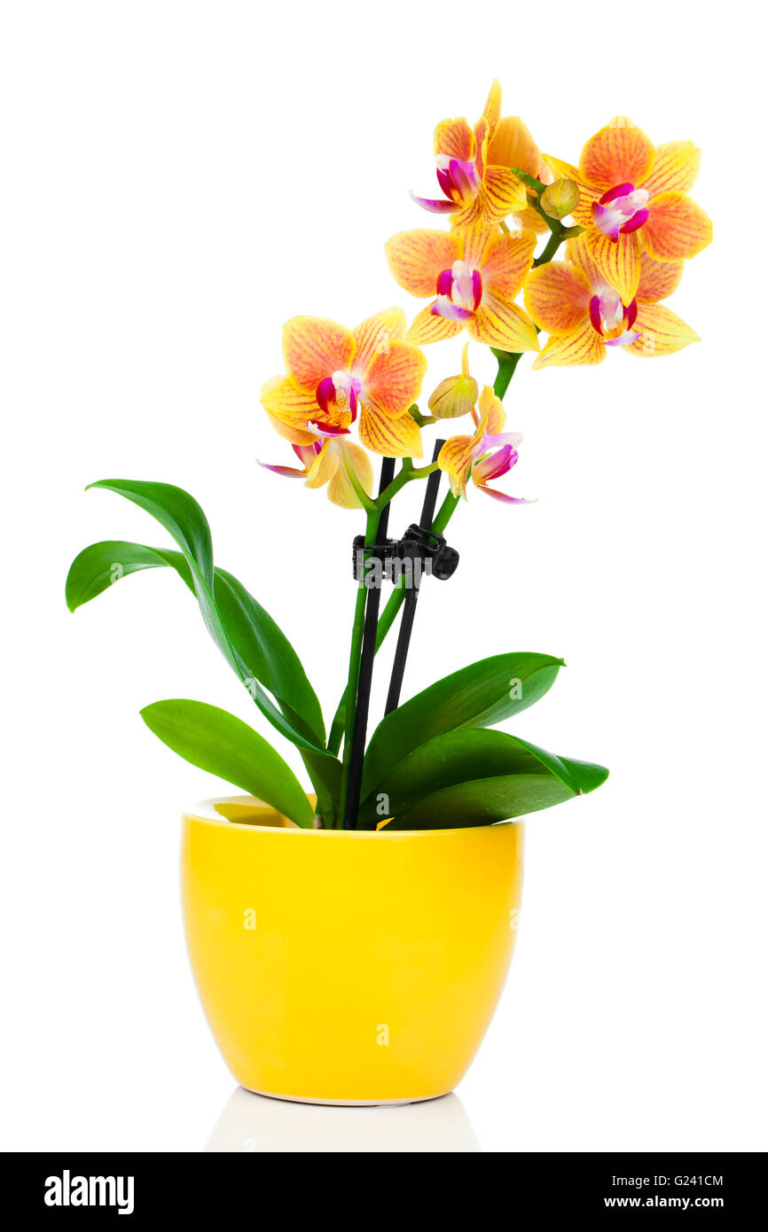 Hermosa orquidea amarilla en maceta fotografías e imágenes de alta  resolución - Alamy