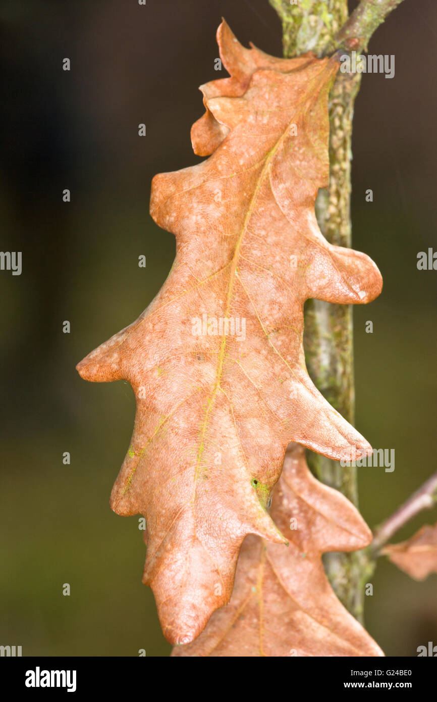 Inglés o Pedunculate roble Quercus robur árbol hojas secas Fotografía de  stock - Alamy