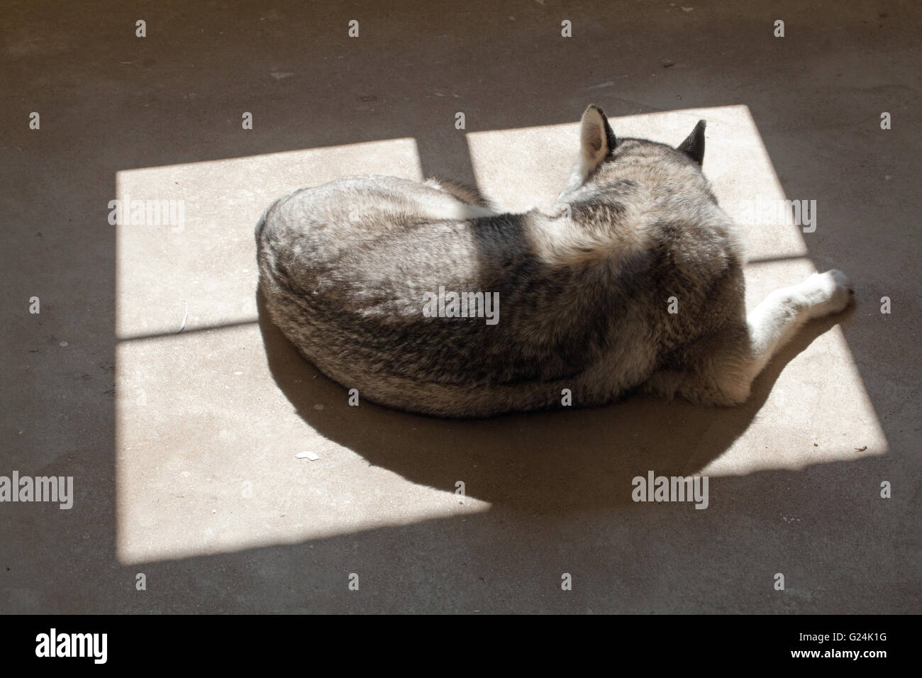 Husky Siberiano, un perro (Canis lupus familiaris), buscando el calor de la luz del sol brillando a través de un marco de ventana sobre un suelo de hormigón. Foto de stock