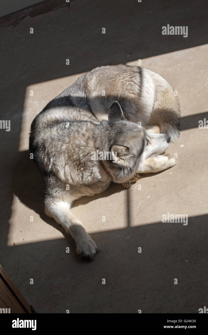 Husky Siberiano, un perro (Canis lupus familiaris), buscando el calor de la luz del sol brillando a través de un marco de ventana sobre un suelo de hormigón. Foto de stock