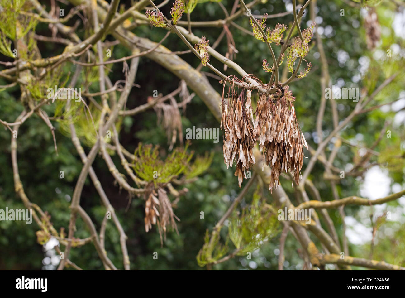 Árbol Fresno común (Fraxinus excelsior). Las frutas que contienen semillas o claves, colgando de una rama producida en el año anterior. Foto de stock