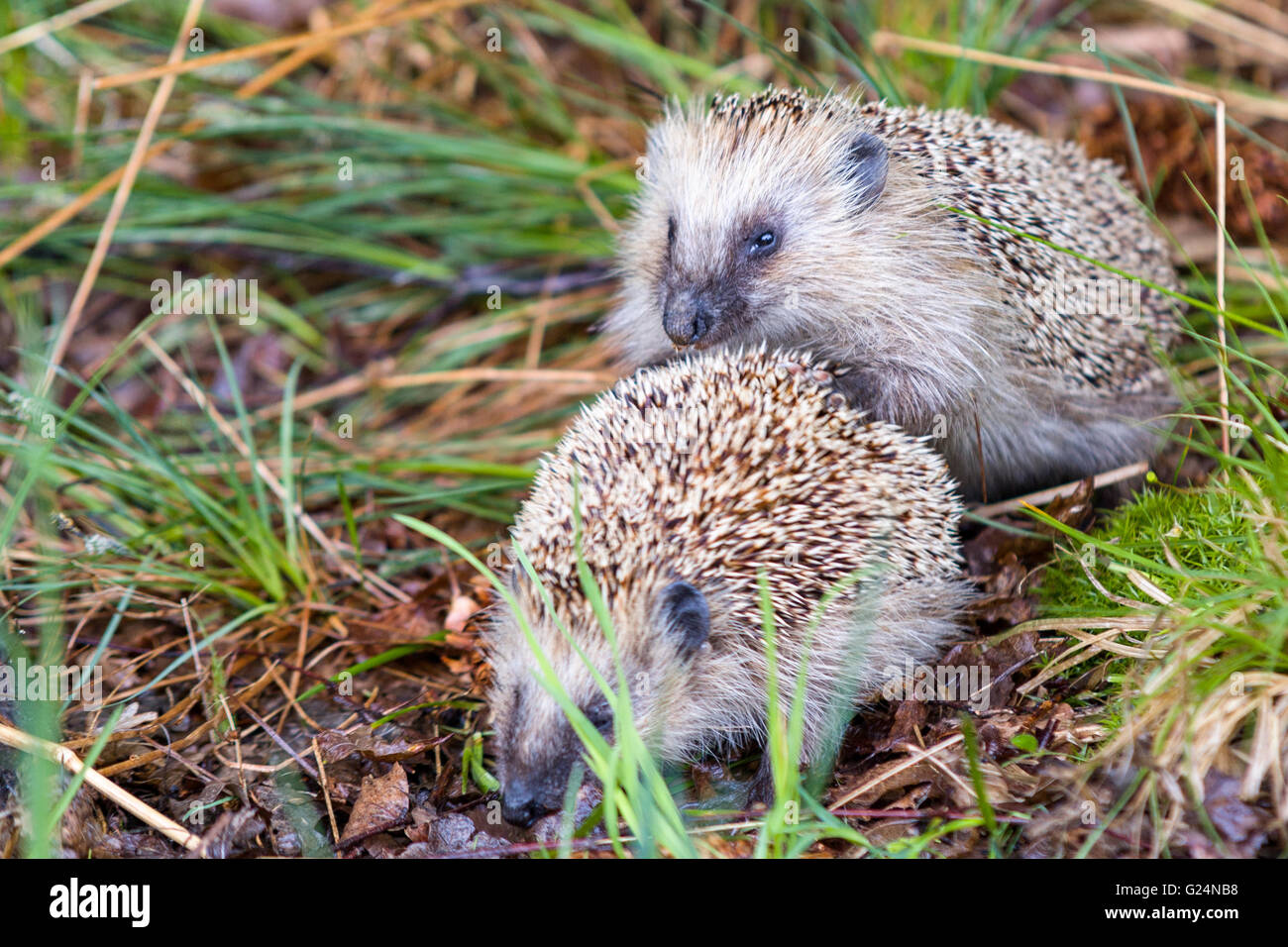 Erizos fotografías e imágenes de alta resolución - Página 3 - Alamy