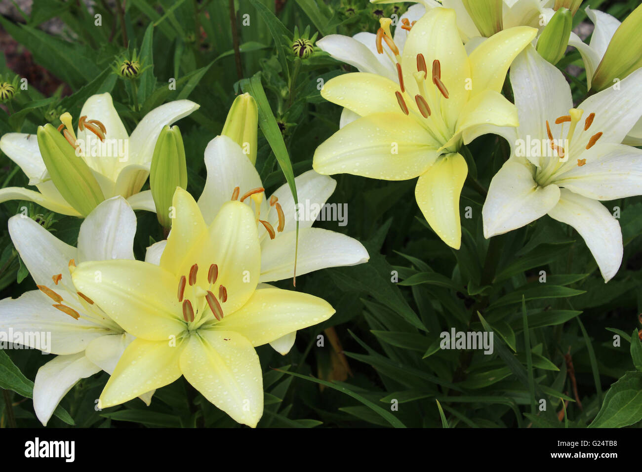 El daylily es una planta de floración en el género Hemerocallis. Foto de stock