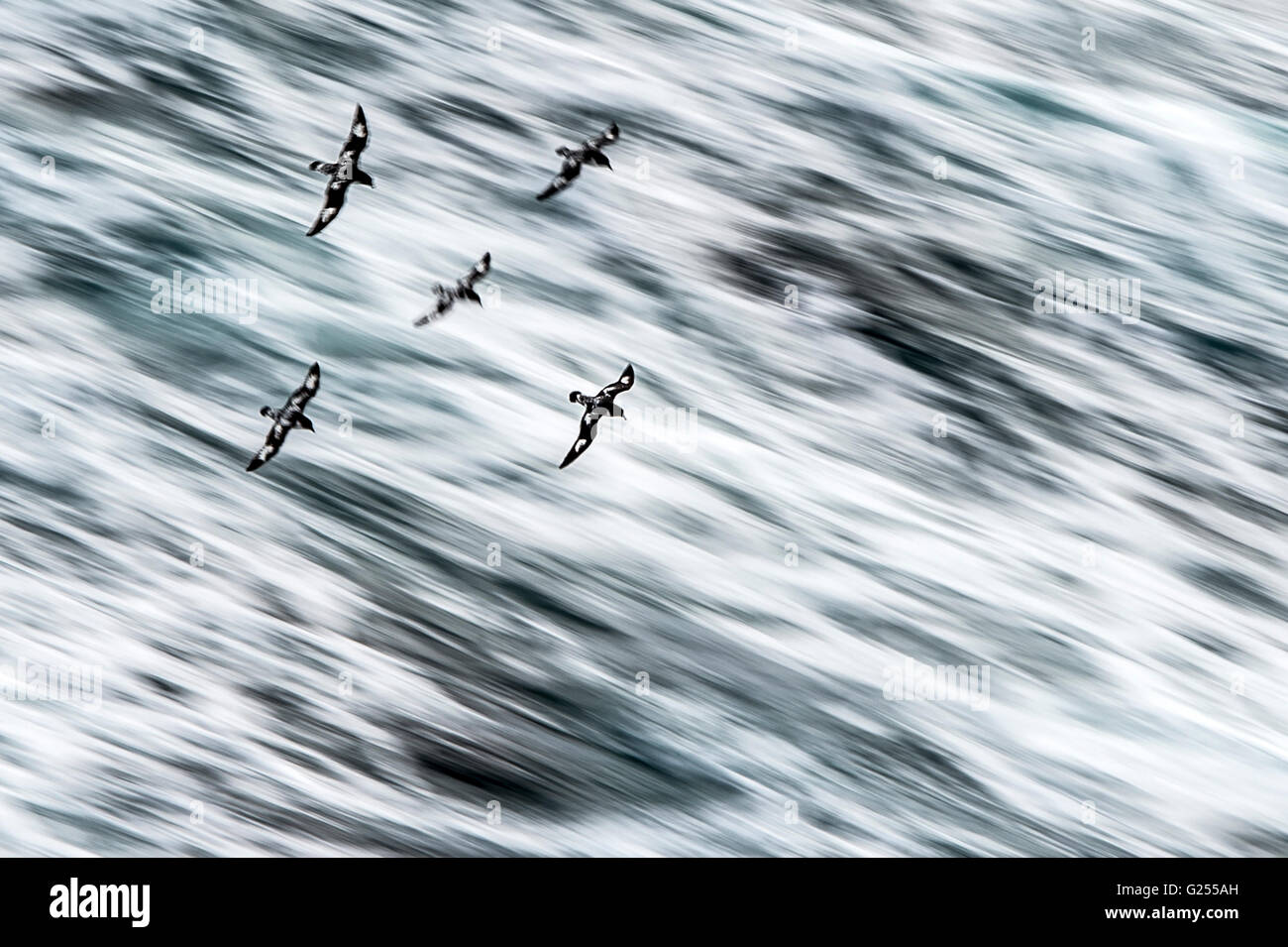Cape petreles volando en formación a alta velocidad Drake, Océano Austral Foto de stock