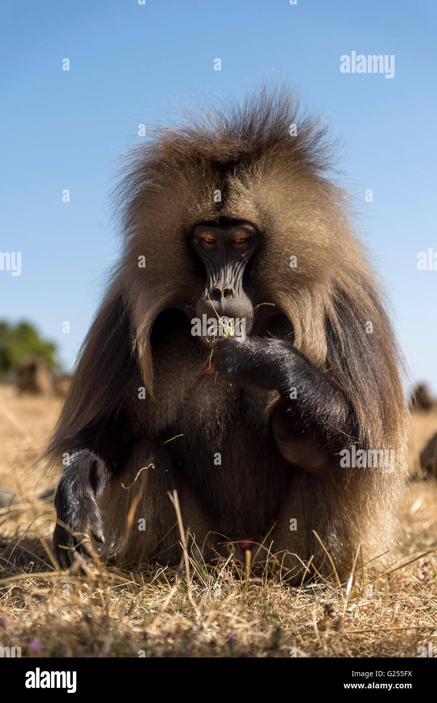 Monos Gelada alimentándose de hierba Simien Mountains National Park, Etiopía Foto de stock