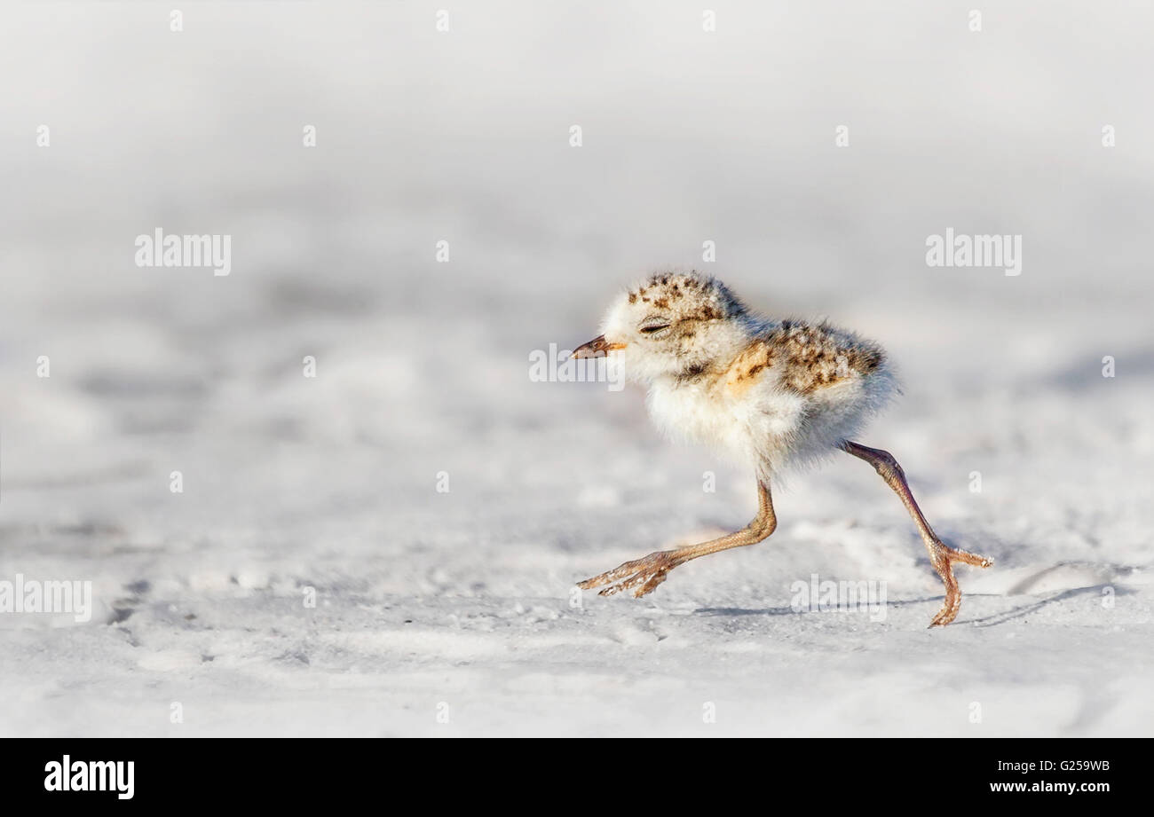 Nevy Plover (Charadrius nivosus) Chick, Florida, Estados Unidos Foto de stock