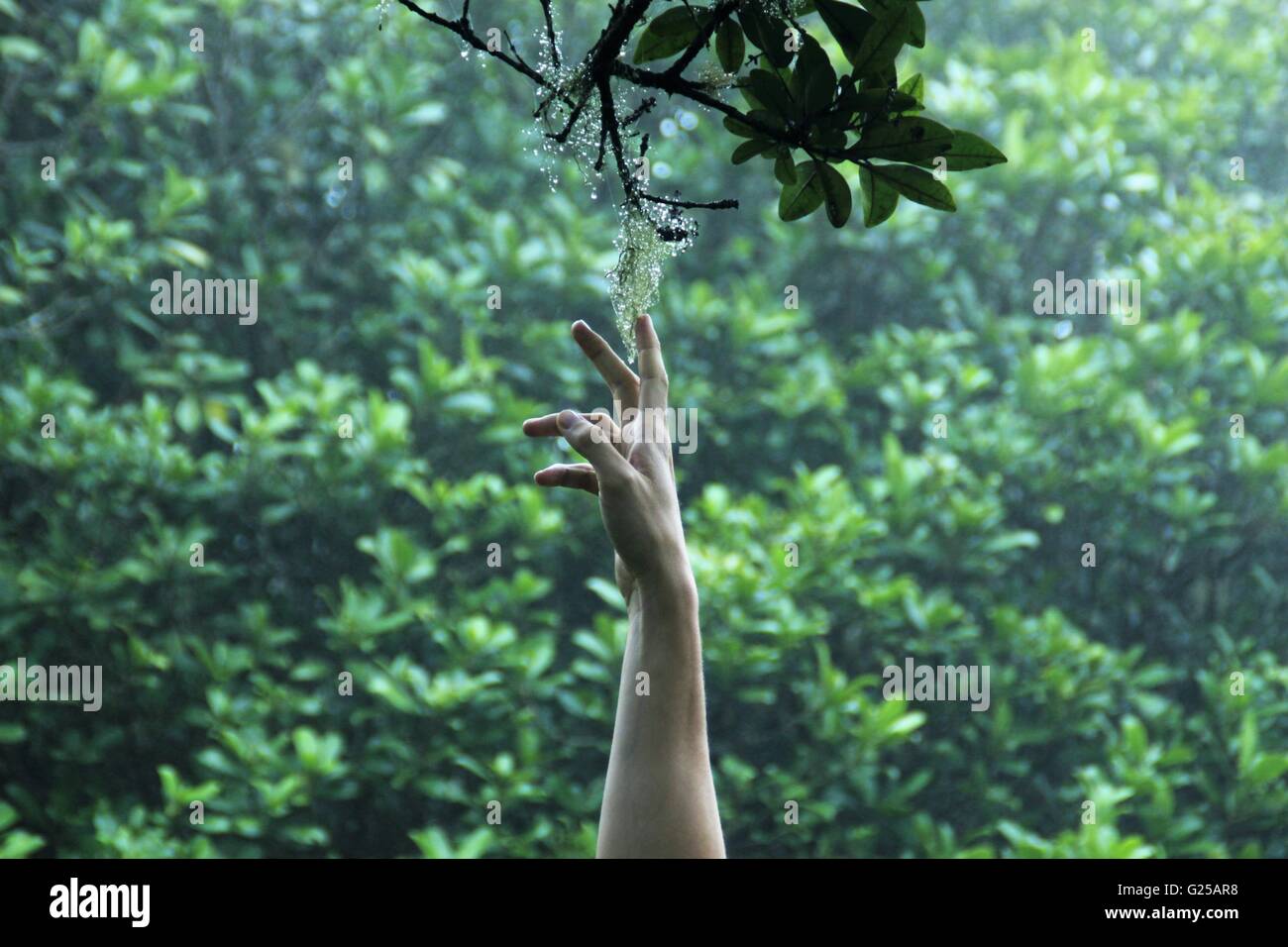 La mano del hombre alcanzar para la flor en la rama, La Reunion, Francia Foto de stock