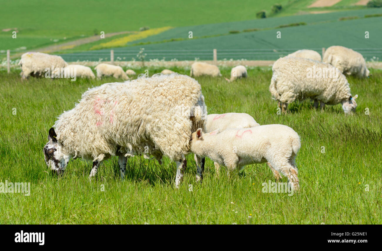 Rebaño de ovejas (Ovis aries) con corderos cochinillo de leche de su madre en el South Downs en West Sussex, Inglaterra, Reino Unido. Foto de stock