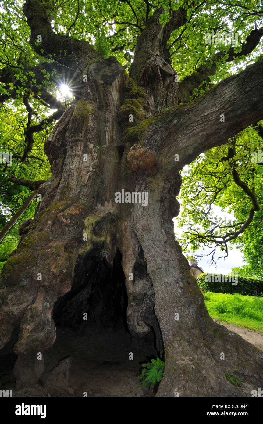Llamarada Solar a través de las ramas del roble, Birnam Birnam, Dunkeld,  Perthshire, Escocia, Reino Unido Fotografía de stock - Alamy