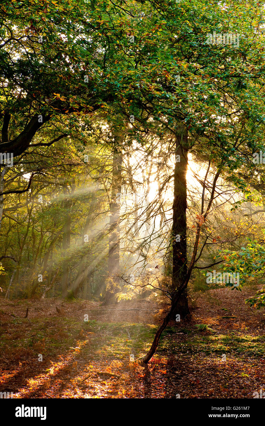 Sun Ray temprano por la mañana en el bosque. Foto de stock